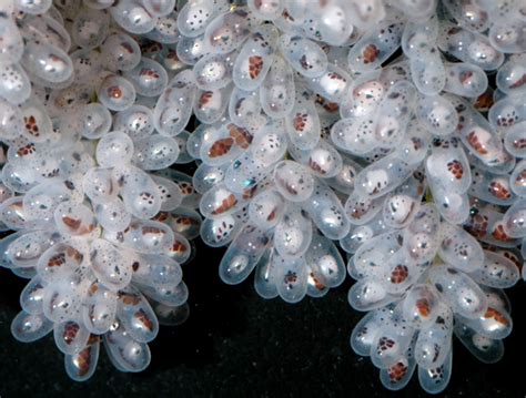 Octopus aculeatus eggs near hatching