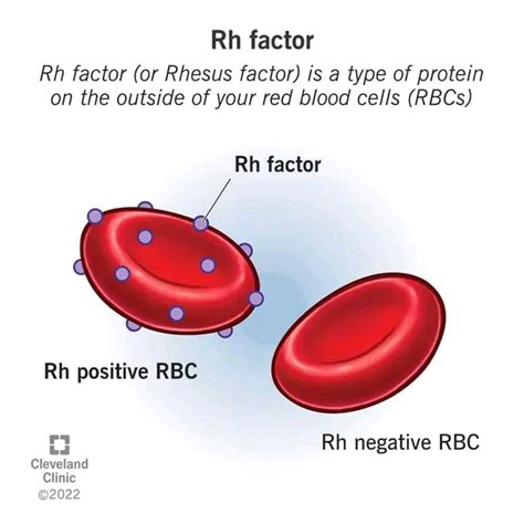 HOW BLOOD GROUP AFFECT A PREGNANT WOMAN BABY.(Rhesus incompatibility) – The Bulletin