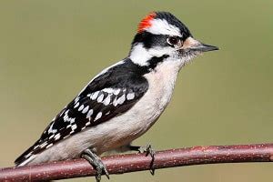 Woodpeckers in Michigan - Facts About the 10 Birds