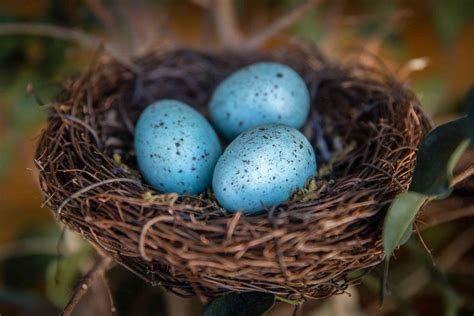 All About Eggshell Colors - Why Are Robin's Eggs Blue? - TrendRadars