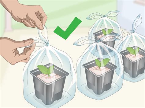 How to Propagate African Violets: 13 Steps (with Pictures)