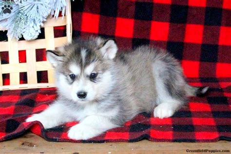 Are Malamute Puppies Lazy