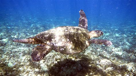 Best Kauai Snorkeling