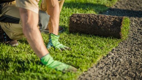 Football Field Maintenance | Soccer Field Maintenance | Tree Pruning