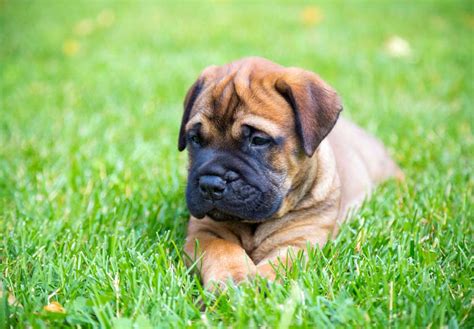 Bullmastiff Puppies For Sale In New York