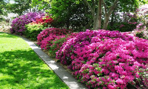 18 Evergreen Azalea Hybrids We Love, 52% OFF | latina.co.jp