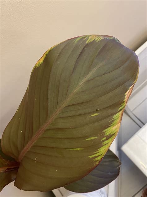 How to Identify and Treat Common Canna Lily Diseases