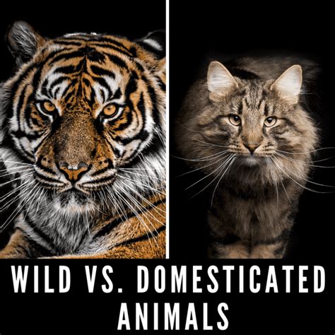 Wild vs. Domesticated Animals: Why Domestication Has Nothing to Do With How Dangerous Pets Are ...