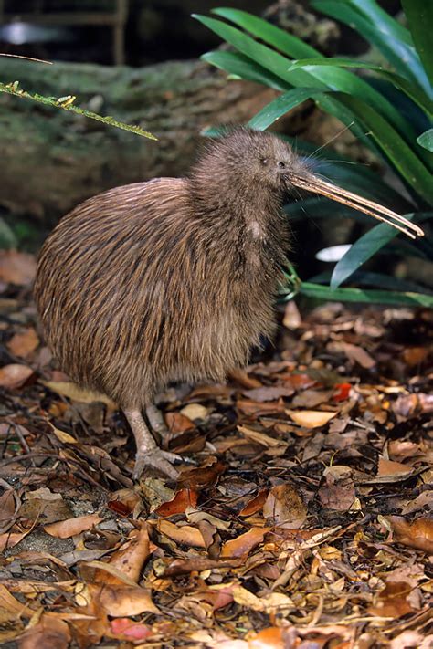 Kiwi Bird Wings | Bruin Blog