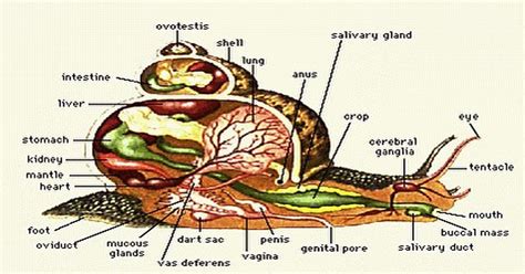 Snail Anatomy Facts About Snails – NBKomputer