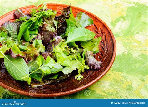 Healthy green salad stock photo. Image of clean, herb - 122021166