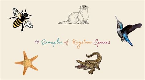 16 Keystone Species Examples (Very Important in the Ecosystem) - The Hamny