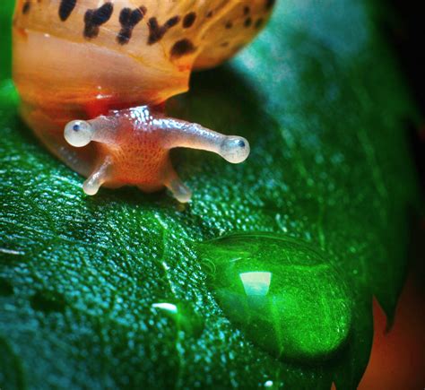 The eyes of snail | Animals photos