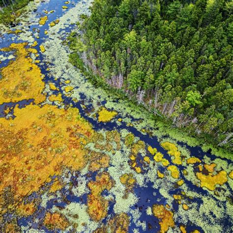 Introduction to Freshwater Wetlands - Let's Talk Science