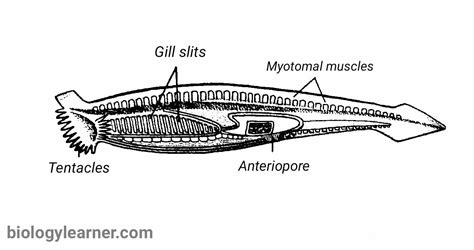 Lancelets Cephalochordata Physical Characteristics