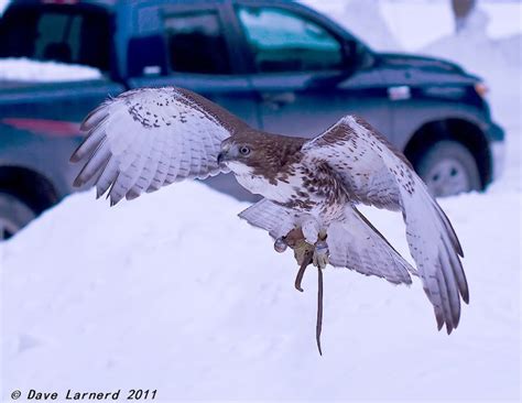 Hawk hunting... | Bowhunting.com Forums