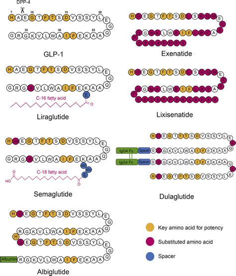 Semaglutide Molecular Structure - Liraglutide Generic Peptides / In this chapter, we show how to ...