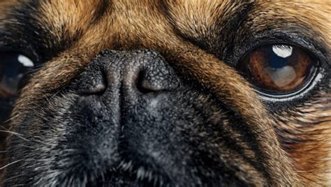 Dry Nose in Dogs: Symptoms, Causes, & Treatments - DogTime