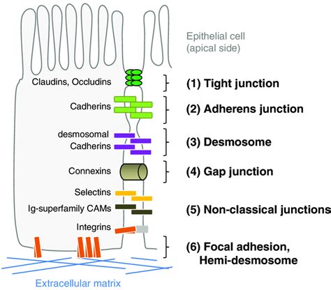 Creta Examinar detenidamente subterraneo cell adhesion molecules firma lápiz demoler