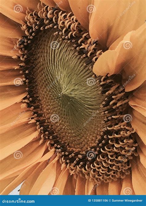 Sunflower side view stock photo. Image of petals, yellow - 135881106