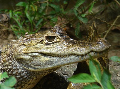 Common Caiman | Biodiversity Database Suriname