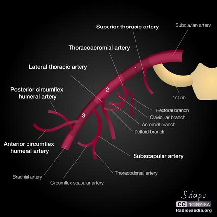 Branches Of Axillary Artery - slidesharetrick