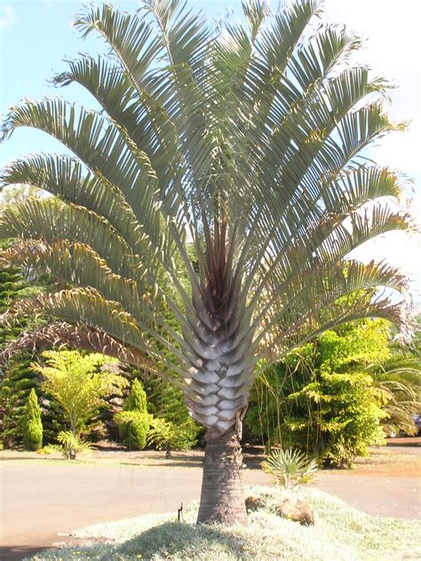 Small Palm Trees Guide: Types That Grow 4 - 20 Feet Tall | INSTALL-IT-DIRECT