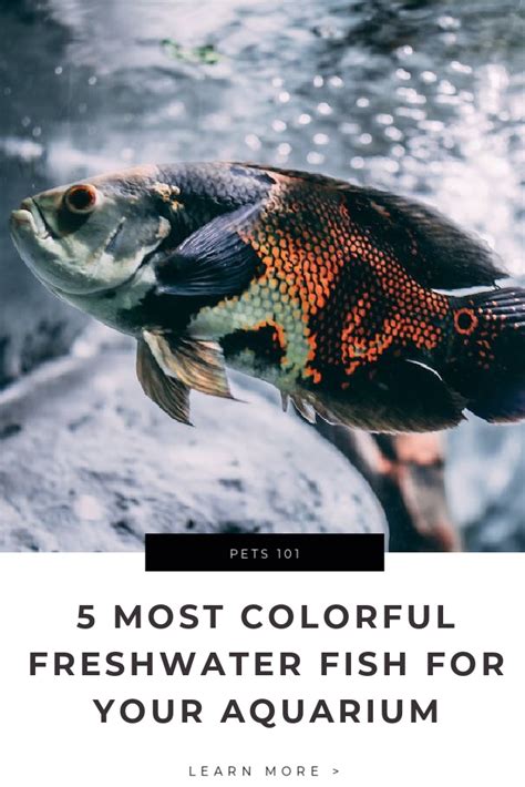 5 Most Colorful Freshwater Fish for Your Aquarium