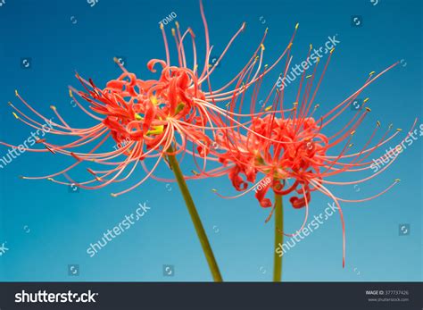 Lycoris Radiata Stock Photo (Edit Now) 377737426