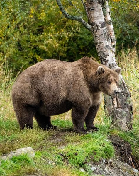 Brown bear | Diet, Habitat, & Facts | Britannica