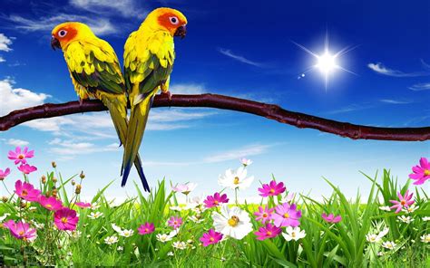 Cute Parrot Wallpapers - Wallpaper Cave