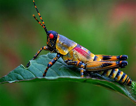 Top 10 Macro Photographs of Insects - Just Amazing Things