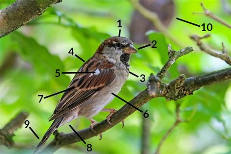 House Sparrow Identification Guide