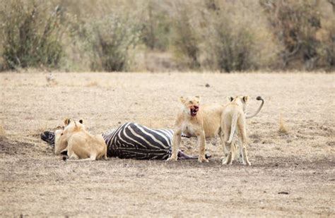 Best Lion Hunting Zebra Stock Photos, Pictures & Royalty-Free Images - iStock