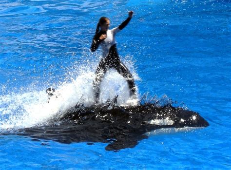 Former Trainer Says Killer Whale Captivity Causes Attacks | WIRED