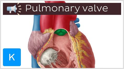 Pulmonary Valve Anatomy