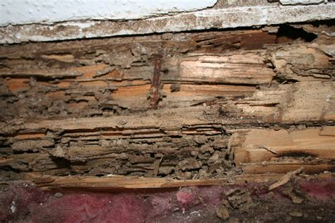 Termite Inspections: The First Line of Defense for Your Home | Rottler Pest Solutions