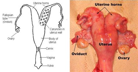 Female Cow Reproductive System Diagram - calibretips