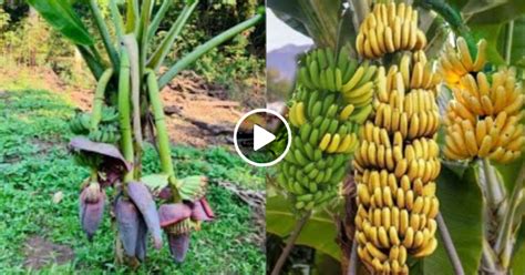 Simple Process of Growing, Harvesting, and Processing Bananas - Mixed Animals