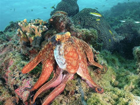 Octopus hunting in coral reef Photograph by Organizacion Bluewater