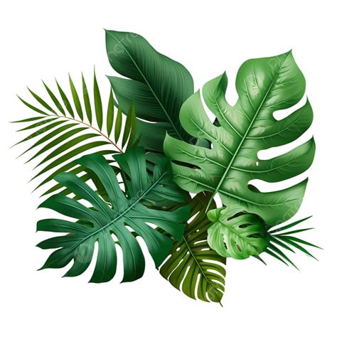 Tropical Leaves Frame Free Psd Design Images, Floral, Leaves, Tree PNG Transparent Clipart Image ...