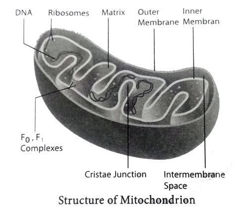 Details 83+ sketch and label mitochondria latest - in.eteachers