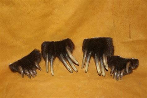 Grizzly Bear Claws – P&D International Furtraders