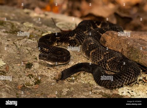 Newborn Timber Rattlesnake