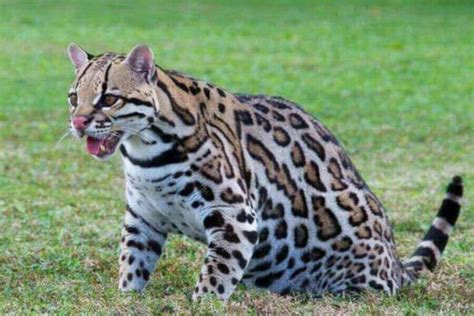 Ocelot Habitat: Where Do Ocelots Live? (Their Natural Range)