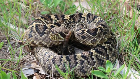 Eastern Diamond-backed Rattlesnake – Florida Snake ID Guide