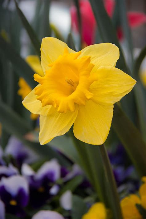 Yellow Daffodil 3 Photograph by Lois Pustizzi - Fine Art America