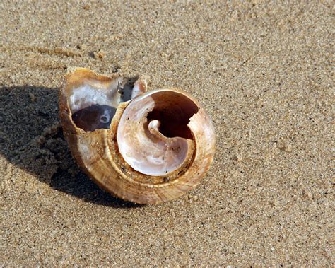 Broken Conch Photograph by Lynda Lehmann - Fine Art America