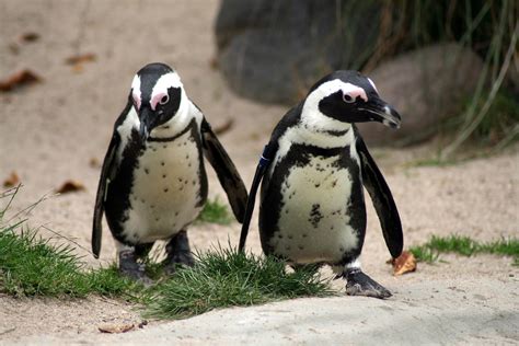 Free Images : animal, wildlife, zoo, beak, fauna, penguin, vertebrate ...