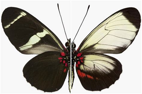 Secrets of butterfly wing patterns revealed by gene hacking | New Scientist